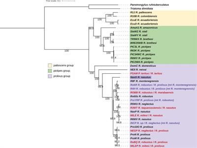 Phylogenomics for Chagas Disease Vectors of the Rhodnius Genus (Hemiptera, Triatominae): What We Learn From Mito-Nuclear Conflicts and Recommendations